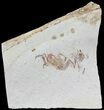 Fossil Pea Crab (Pinnixa) From California - Miocene #63733-1